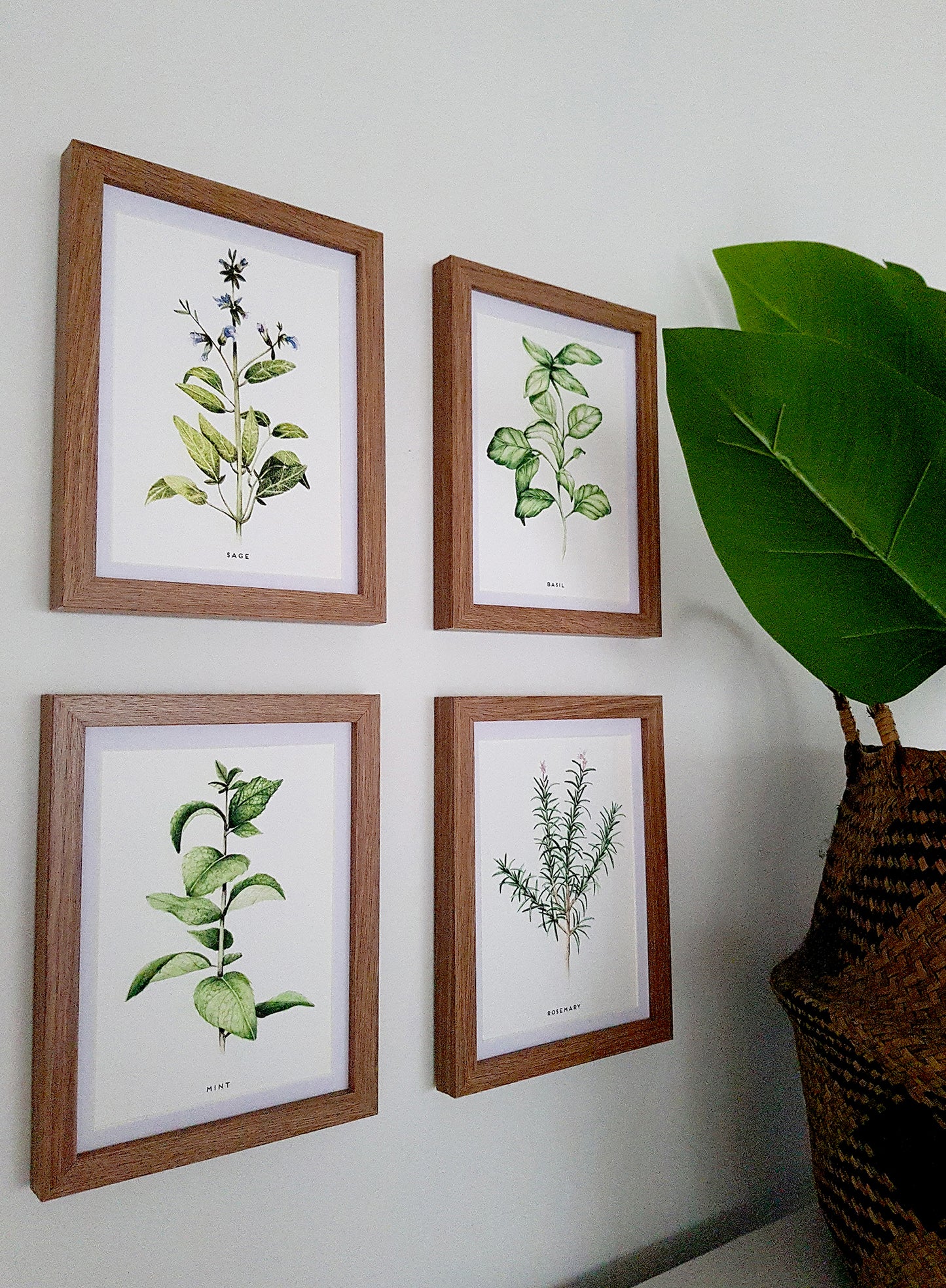 Herb Paintings