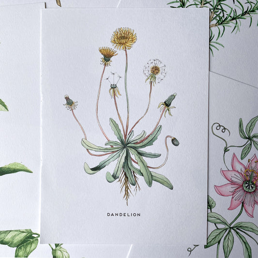 Herb Paintings