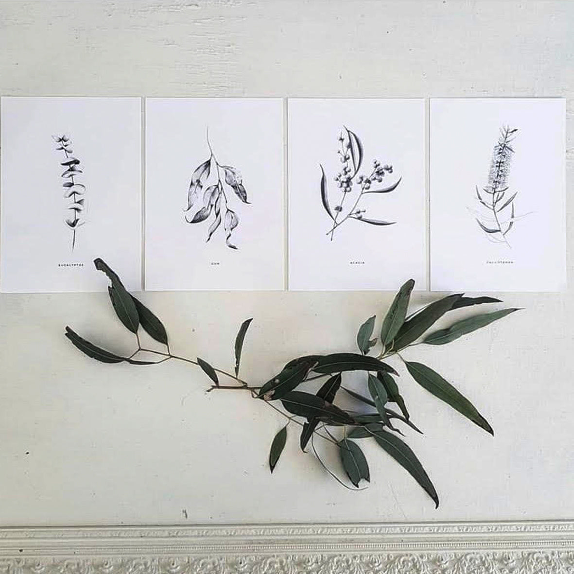 Botanical Illustrations