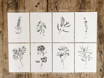 Botanical Illustrations
